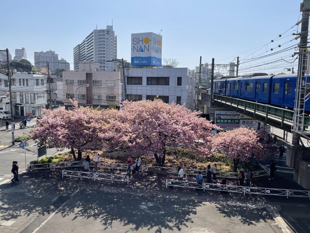 三浦海岸の河津桜に行きました